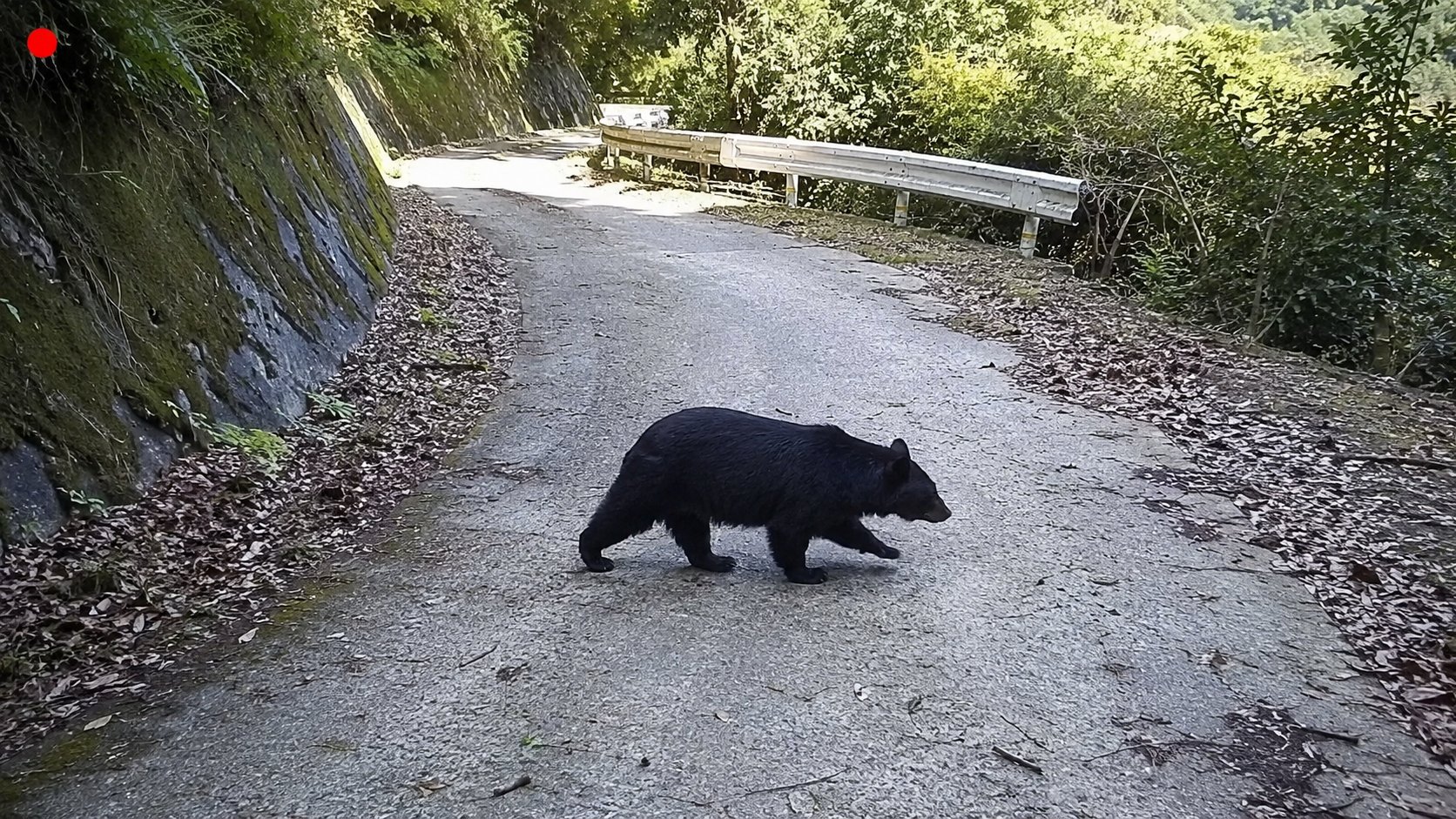 AIがクマを検知